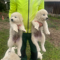 Cuccioli pastore maremmano