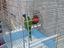 Immagine 2