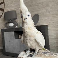 Pappagallo Cacatua