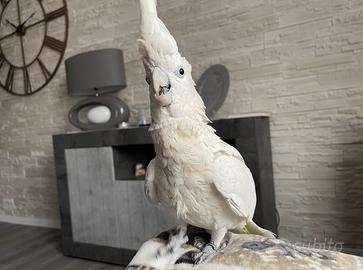 Pappagallo Cacatua