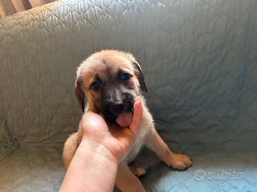 Cuccioli meticci di 2 mesi