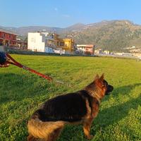 Pastore tedesco maschio