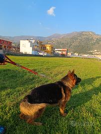 Pastore tedesco maschio