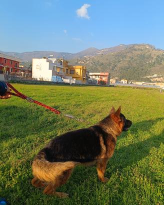 Pastore tedesco maschio