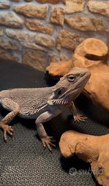 Pogona vitticepts