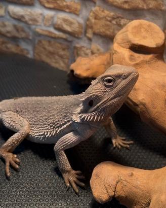 Pogona vitticepts