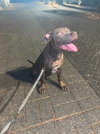 Cucciolo pitbull/red nose