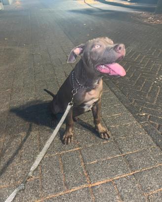 Cucciolo pitbull/red nose