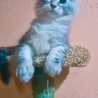 Maine Coon colore ARGENTO