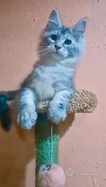 Maine Coon colore ARGENTO