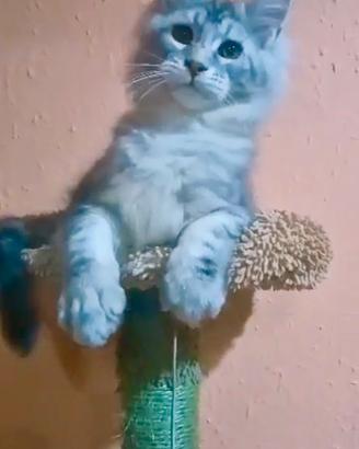 Maine Coon colore ARGENTO