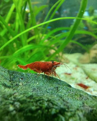 Gamberetti Caridine RED SAKURA per acquario