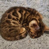 Cuccioli di gatto Bengala