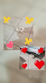 spitz pomerania 