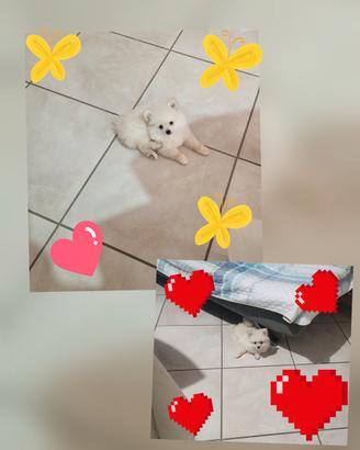 spitz pomerania 