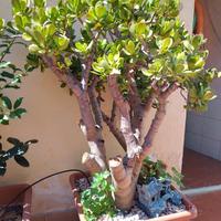 Pianta Crassula Ovata