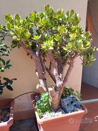 Pianta Crassula Ovata