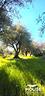ragalna-terreno-agricolo