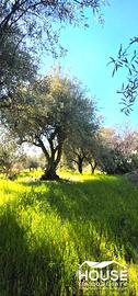 RAGALNA TERRENO AGRICOLO
