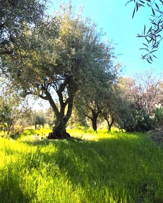 RAGALNA TERRENO AGRICOLO