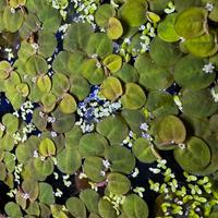 Phyllanthus fluitans