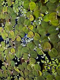 Phyllanthus fluitans