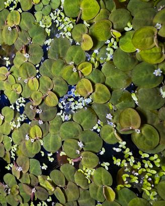 Phyllanthus fluitans