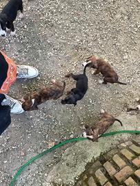 segugi maremmani cuccioli