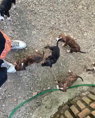 segugi maremmani cuccioli
