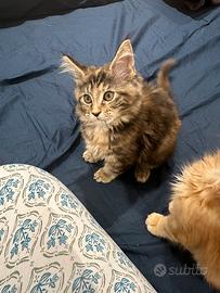 Maine Coon cucciola