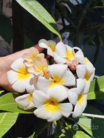 Plumeria rubra (Frangipani)