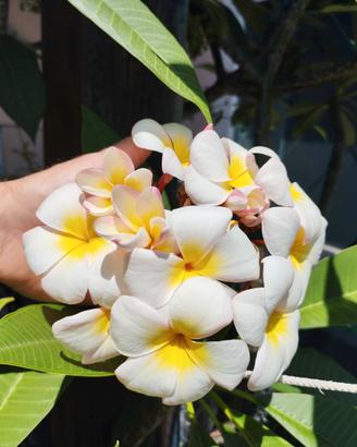 Plumeria rubra (Frangipani)