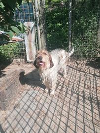 Cani da caccia