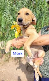Mork