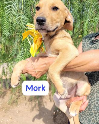 Mork