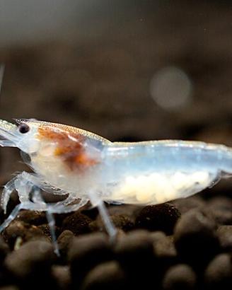Caridine White pearl