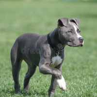 Pitbull femmina