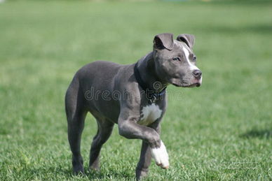Pitbull femmina