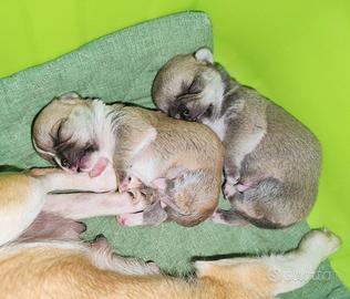 Cuccioli di chihuahua con pedigree