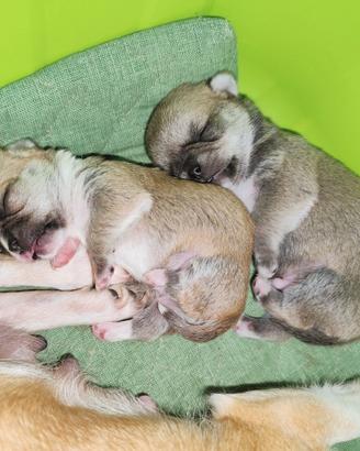 Cuccioli di chihuahua con pedigree