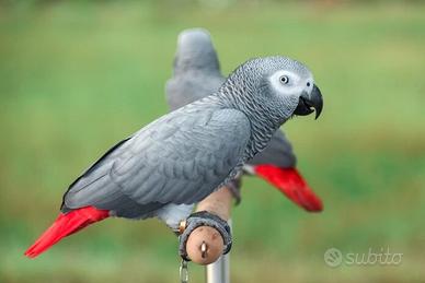 Coppia di pappagalli cenerini 3 anni