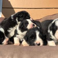 Cucccioli Border Collie