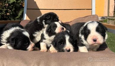 Cucccioli Border Collie