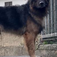 Rex, cane incrocio Pastore Tedesco ADOZIONE