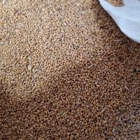 grano tenero da seme