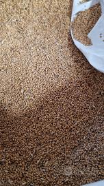 grano tenero da seme