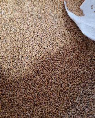 grano tenero da seme