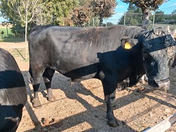 Toro Angus maschio