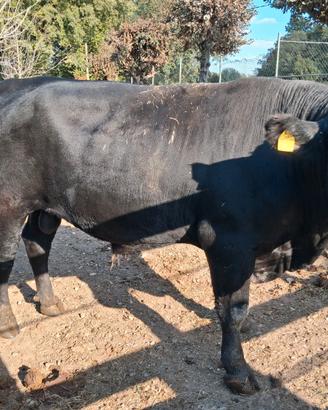 Toro Angus maschio