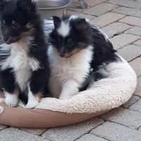 Pastore shetland il piccolo lassie in miniatura